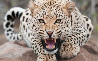 Leopard open mouth rock wildlife - a leopard free wallpaper
