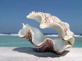 Shell ledge ocean blue sky - a shell free wallpaper