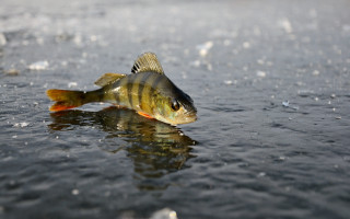 Fish beach ice water droplets - ice free wallpaper