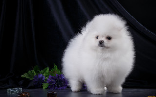 Small white dog purple hydrangea - a purple flower free wallpaper