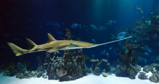 Large shark aquarium diver fish - a large aquarium free wallpaper