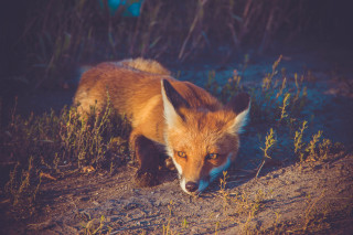 Fox woods grass weeds night - primitivism free wallpaper