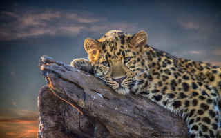 Leopard resting tree sunset sky - a leopard free wallpaper