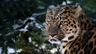 Snow leopard forest christmas nature - wildlife photography free wallpaper for desktop