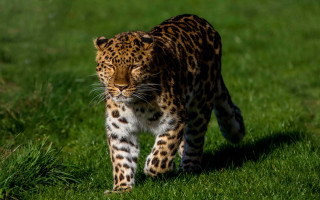 Leopard green field sunny nature - dave allsop free wallpaper