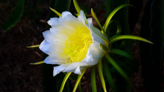 White yellow flower green stems - a few leaf free wallpaper