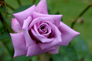 Pink rose green background bokeh - a pink rose free wallpaper