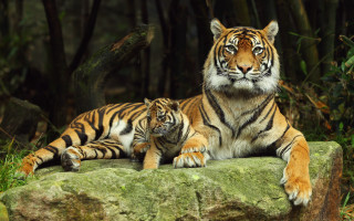 White tiger tigers woods outdoors - two tiger free wallpaper