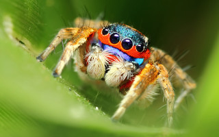 Colorful spider blue orange red - its body free wallpaper