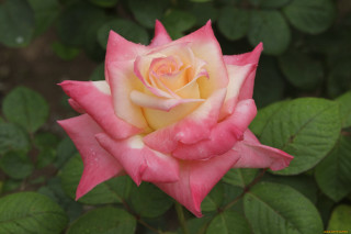 Pink rose water droplets blurry 3 - rose free wallpaper