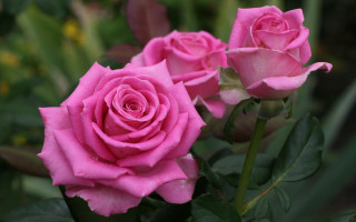 Pink rose green leaves blurry 17 - a pink rose free wallpaper