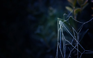 Plant water droplets gothic macro - a close up of a plant free wallpaper