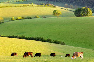 Cattle grazing hillside landscape trees - hill free wallpaper