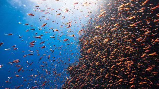 Ocean fish cliff blue sky - a cliff face free wallpaper