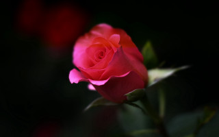 Pink rose macro neo romanticism - single free wallpaper