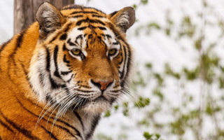 Tiger snow tree trunk serious - a tiger free wallpaper