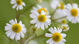 White flowers yellow centers field 2 - yellow center free wallpaper