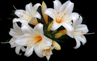 White flowers black background floral 3 - yellow center free wallpaper