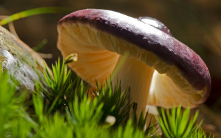 Purple mushroom on branch forest - a mushroom free wallpaper