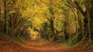 Dirt road autumn leaves forest 4 - autumn free wallpaper