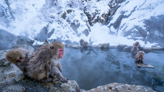 Monkeys rocks water snow mountain - rock free wallpaper