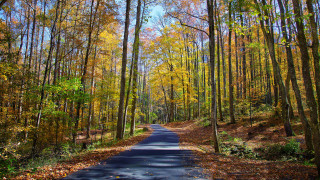 Forest road autumn leaves fence 2 - color free wallpaper