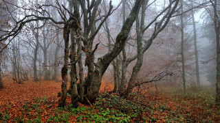 Foggy forest autumn leaves nature - fog free wallpaper