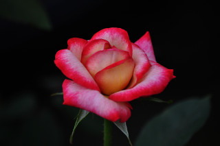 Pink white rose green leaves - a red rose free wallpaper for desktop