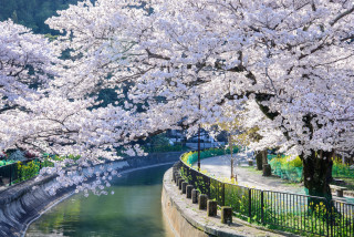 River flowers bridge tree scenery - a fence and trees free wallpaper