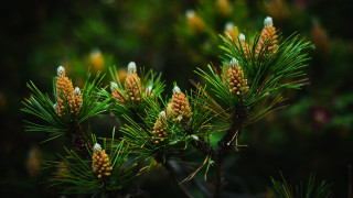Pine cones closeup nature bokeh 2 - a close up of a pine tree free wallpaper