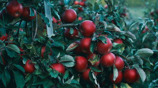 Apples branch fall vibrant nature - fall vibrancy free wallpaper