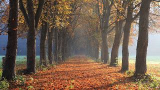 Autumn forest leaves campfire sunset - lot of leaves free wallpaper