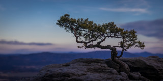 Pine tree rock mountains sunset - a mountain range in the background free wallpaper