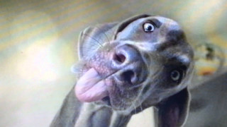 Dog tongue out blurry background - its tongue free wallpaper