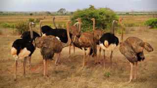 Ostriches field trees sky nature - the background and a sky background free wallpaper