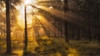 Sunbeam forest trees grass crepuscular - the ground and the sun free wallpaper