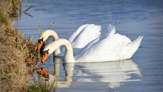 Swans water touching head nature - its beak free wallpaper