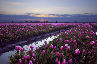 Pink flower field sunset puddle - beautiful free wallpaper