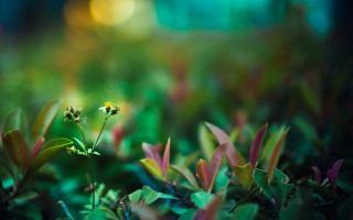 Small yellow flower green grass - yellow free wallpaper
