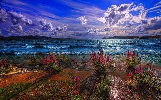 Ocean pink flowers mystical sunset - mystical free wallpaper