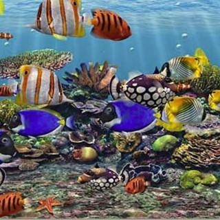 Large group fish aquarium corals - ecological art free wallpaper