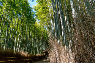 Bamboo path forest nature sky - tall tree free wallpaper