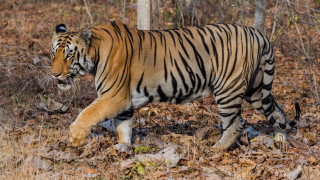 Tiger forest leaves blurry background 2 - leaf and trees free wallpaper