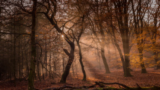 Forest sunbeam trail nature jigsaw - lot of trees free wallpaper