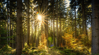 Sunbeam forest trail lights city - anamorphic free wallpaper