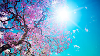 Pink flower tree sun blue - a clear day free wallpaper