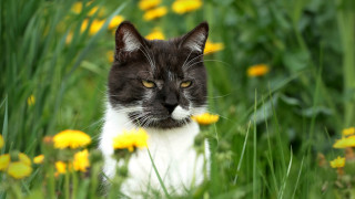 Sad cat flower field blurry - a field of flowers free wallpaper