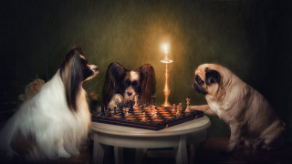 Three dogs chess candle art - behind them free wallpaper