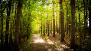 Forest path city skyline sunlight - the ground and a path free wallpaper