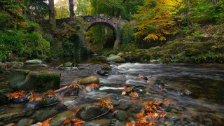 Forest stream autumn leaves fire - a stream free wallpaper